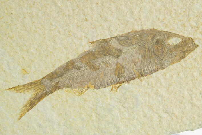 Detailed Fossil Fish (Knightia) - Wyoming #363789
